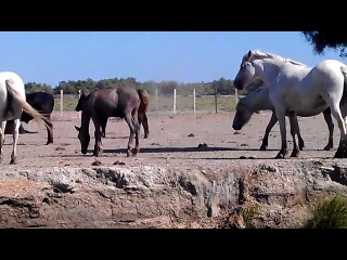 toro and wild horses, camargue