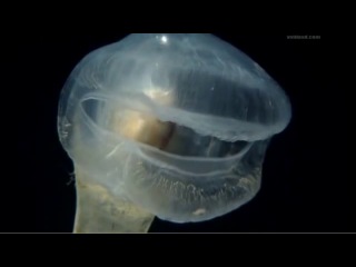 predatory sea squirt megalodicopia hians.