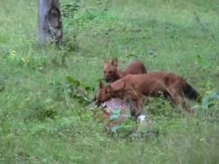 hunting red wolves