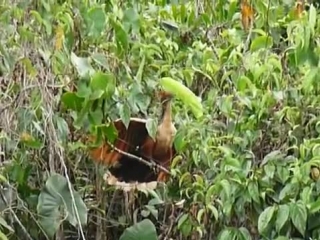 hoatzin feeding