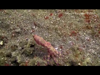 blue ringed octopus