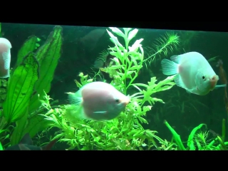 amazing fish - kissing gourami