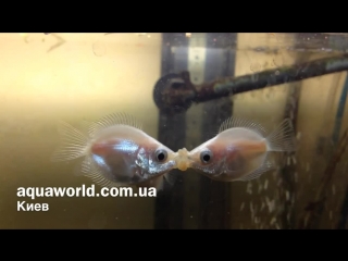 helostoma temminckii -- kissing gourami