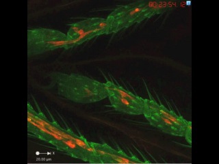 dr. anna franz, immune cells migrating inside a fly s legs