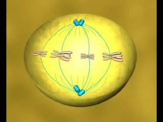 meiosis