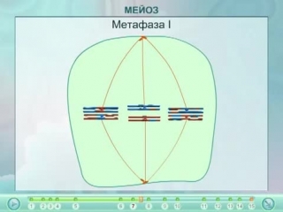 meiosis (2)