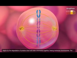 cell life cycle and mitosis