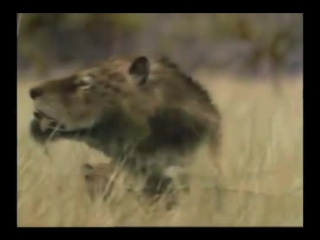 saber-toothed cats