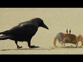 crab and crow