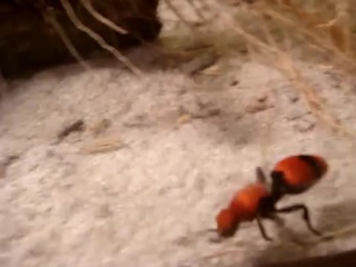 velvet ants