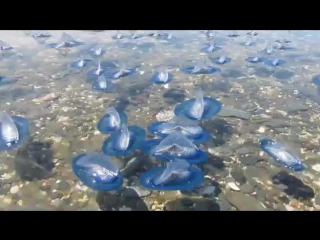 mass stranding velella velella on menorca may 2013