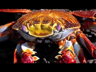 sally lightfoot crabs - galapagos islands