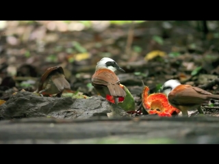 white-crested laughingthrush