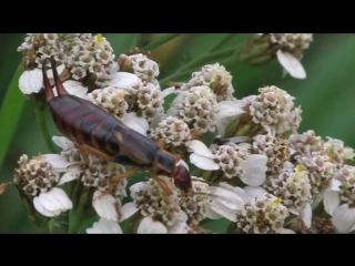 earwig nutrition on yarrow