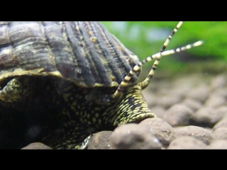 golden spotted tylomelania snail