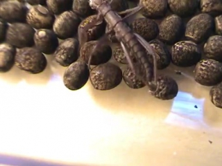 baby stick insect hatching (peruphasma schultei)