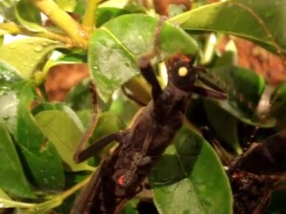 black velvet stick insects (peruphasma schultei)