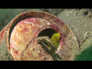 lubricogobius little