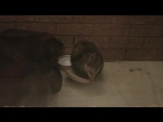 virginia opossum (didelphis virginiana) visiting our home in mississauga