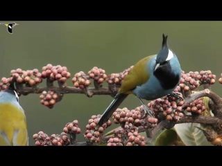 crested paramythia (paramythia montium)