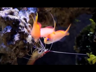 pseudanthias ignitus and cleaning shrimp