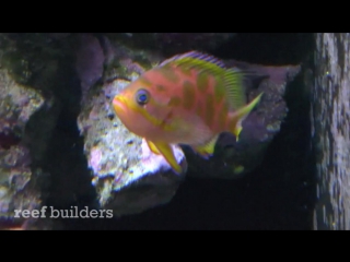 bourbon anthias