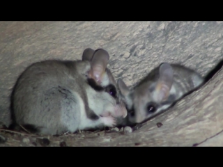 sleeper (eliomys quercinus, garden dormouse)