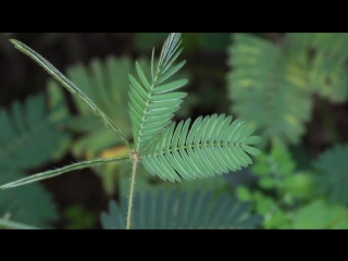 touch-me-not plant (mimosa pudica) in action big tits huge ass natural tits