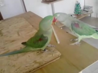 lory spike. first kisses (psittacula eupatria)