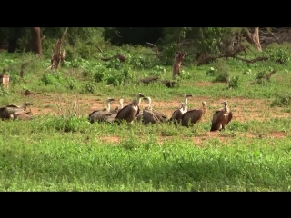 cape vultures; foraging. cape vulture; feeding