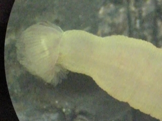 phoronid lophophore