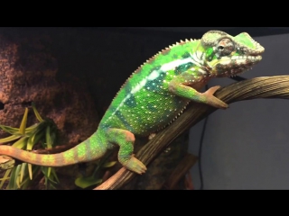 panther chameleon (furcifer pardalis, ambilobe blue bar).