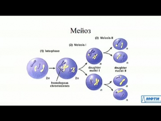 lecture number 5. cell division. mitosis and meiosis