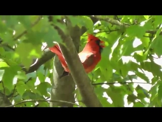 red cardinal