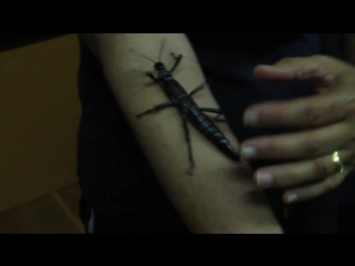 lord howe island stick insect