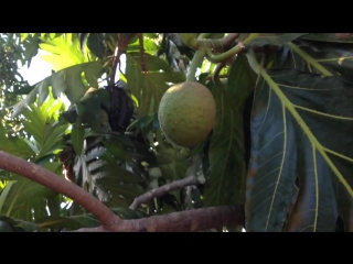 breadfruit breadfruit - artocarpus altilis