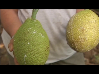 breadfruit-best practices for harvest and postharvest