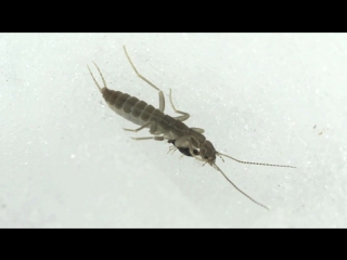 grylloblattidae marys peak corvallis or.-hd