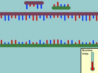 intro to polymerase chain reaction (pcr) - multi-lingual captions