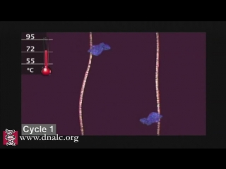 polymerase chain reaction (pcr)