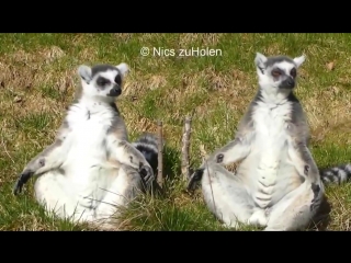 ring-tailed lemurs