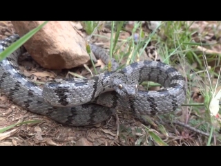 telescopus fallax (kedig zl y lan - cat-eyed snake)