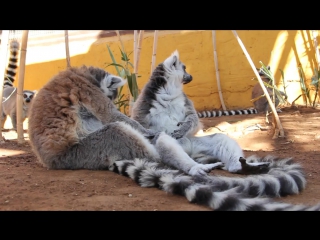 lemur cat