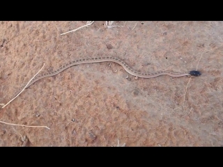 cat snake (tripolitan telescope)