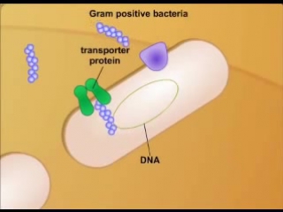 quorum sensing