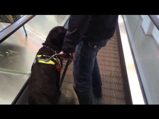 guide dogs on the escalator. finland