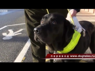 guide dog turns on the traffic light at the crossing