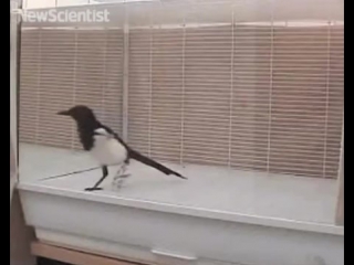 mirror test shows magpies arent so bird-brained