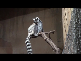 kattas (lemur catta) troparium hamburg