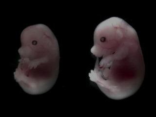 mouse embryo developing over time